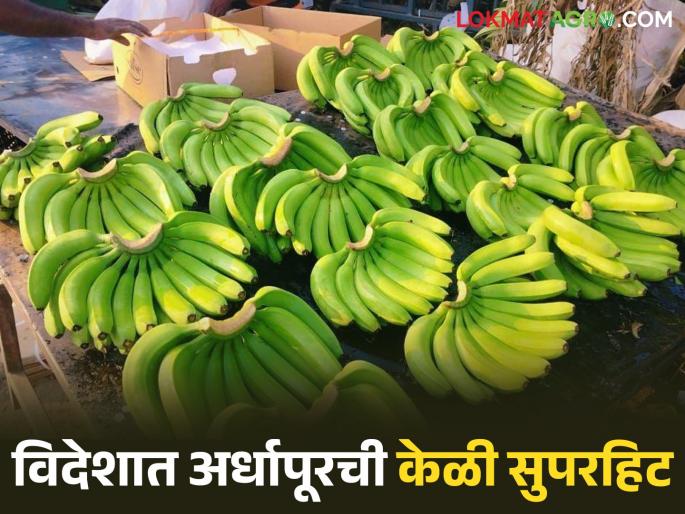 latest news Banana demand in Shravan: Foreign demand for bananas increased this year; Banana exports are continuing in full swing | Banana demand in Shravan : यंदा केळीला परदेशी मागणी वाढली; केळीची निर्यात जोमात सुरू