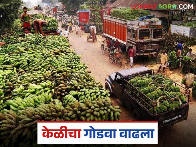 latest news Banana Export: Banana sweetness increased; Price doubled after ceasefire Read in detail | Banana Export : केळीचा गोडवा वाढला; युद्धविरामानंतर दरात दुपटीने वाढ वाचा सविस्तर