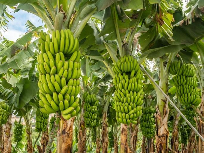 Banana crop hit by Rs 700 crores; 1,500 to 1,750 containers stuck, fruit exporters including grapes fear loss of thousands of crores | केळी पिकाला ७०० कोटींचा फटका; १,५०० ते १,७५० कंटेनर अडकले, द्राक्षासह फळांच्या निर्यातदारांचे हजारो कोटींचे नुकसान होण्याची भीती Banana crop hit by Rs 700 crores; 1,500 to 1,750 containers stuck, fruit exporters including grapes fear loss of thousands of crores | केळी पिकाला ७०० कोटींचा फटका; १,५०० ते १,७५० कंटेनर अडकले, द्राक्षासह फळांच्या निर्यातदारांचे हजारो कोटींचे नुकसान होण्याची भीती
