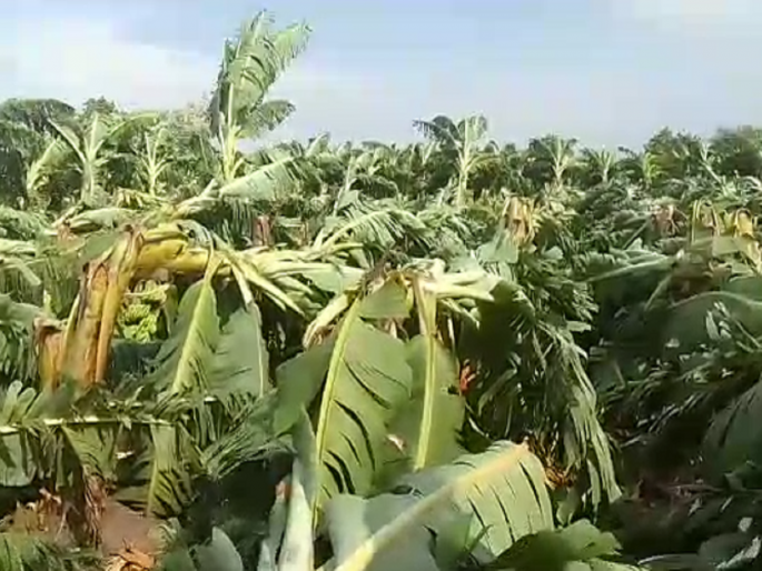 Banana orchards destroyed by storm, loss of lakhs in Pathari | Video: क्षणात झालं होत्याचं नव्हतं! वादळीवाऱ्याने केळीच्या बागा भुईसपाट, लाखोंचे नुकसान Banana orchards destroyed by storm, loss of lakhs in Pathari | Video: क्षणात झालं होत्याचं नव्हतं! वादळीवाऱ्याने केळीच्या बागा भुईसपाट, लाखोंचे नुकसान