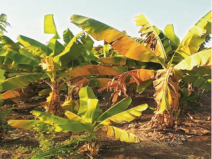farmers are in trouble due diseases on banana farming | केळी पिकावर करपा रोगाचा प्रादुर्भाव झाल्याने बळीराजा अडचणीत farmers are in trouble due diseases on banana farming | केळी पिकावर करपा रोगाचा प्रादुर्भाव झाल्याने बळीराजा अडचणीत