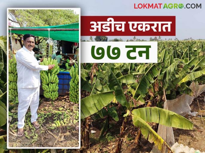 Farmer Success Story : Framer Shivaji Wategaonkar from Borgaon earned 11 lakhs in banana crop in 11 months | Farmer Success Story : बोरगावच्या शिवाजी वाटेगावकरांनी केळी पिकात ११ महिन्यात केली ११ लाखांची कमाई Farmer Success Story : Framer Shivaji Wategaonkar from Borgaon earned 11 lakhs in banana crop in 11 months | Farmer Success Story : बोरगावच्या शिवाजी वाटेगावकरांनी केळी पिकात ११ महिन्यात केली ११ लाखांची कमाई