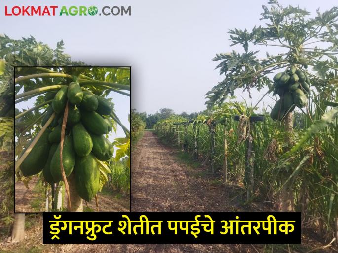 Intercropping of papaya in dragon fruit farming, but disappointment at the farmer's level! | ड्रॅगनफ्रुट शेतीत पपईचे आंतरपीक, पण शेतकऱ्याच्या पदरी निराशाच! Intercropping of papaya in dragon fruit farming, but disappointment at the farmer's level! | ड्रॅगनफ्रुट शेतीत पपईचे आंतरपीक, पण शेतकऱ्याच्या पदरी निराशाच!