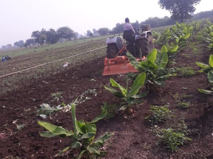 Farmer plough Two acres banana cropp by tractor | हताश शेतकऱ्याने दोन एकर उभ्या केळी पिकात फिरवला ट्रॅक्टर Farmer plough Two acres banana cropp by tractor | हताश शेतकऱ्याने दोन एकर उभ्या केळी पिकात फिरवला ट्रॅक्टर