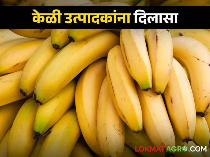 Latest News Compensation to heat damaged banana growers see list of mahsul mandal | Banana Farmers : केळी उत्पादकांचे उष्णतेमुळे नुकसान, 'या' महसूल मंडळांना मिळणार भरपाई Latest News Compensation to heat damaged banana growers see list of mahsul mandal | Banana Farmers : केळी उत्पादकांचे उष्णतेमुळे नुकसान, 'या' महसूल मंडळांना मिळणार भरपाई