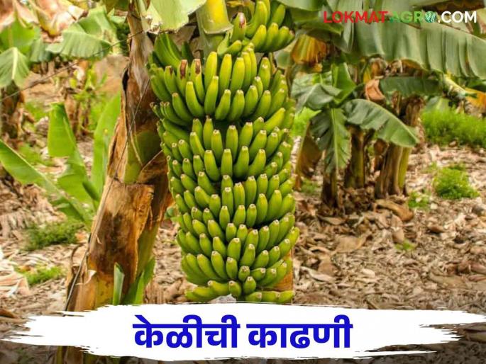 How to harvest bananas to increase self life? | साठवणूक क्षमता वाढण्यासाठी केळीची काढणी कशी करावी?
