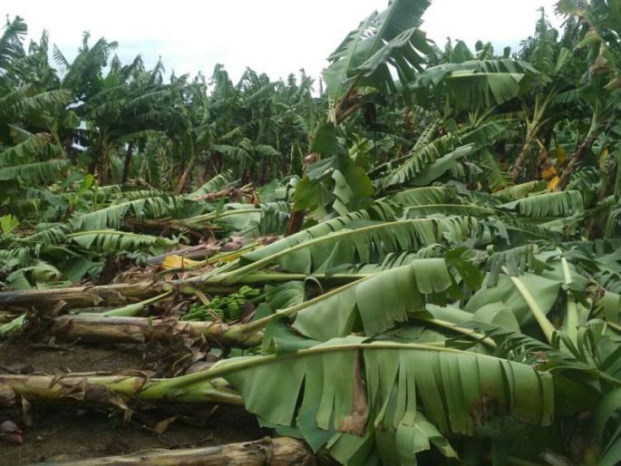 Inadequate rain at Dapora caused damage to banana plantations | दापोरा येथे वादळी पावसामुळे केळी बागांचे नुकसान Inadequate rain at Dapora caused damage to banana plantations | दापोरा येथे वादळी पावसामुळे केळी बागांचे नुकसान