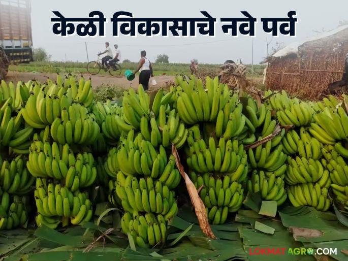 Latest News Jalgaon's famous bananas now exports and cold storage should improve | जळगावच्या केळीने नंदनवन फुलवले, आता निर्यात अन् कोल्ड स्टोरेज चांगलं व्हायला हवं