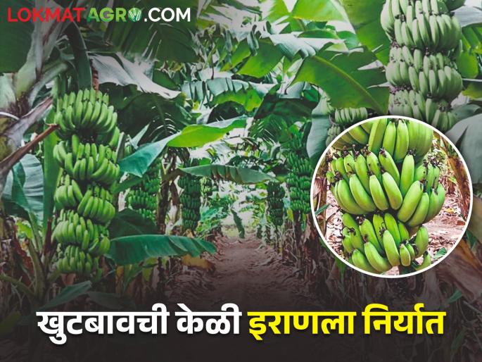 Thorat brothers flourished a paradise of banana crops on barren land | थोरात बंधूंनी खडकाळ जमिनीवर फुलवले केळी पिकाचे नंदनवन Thorat brothers flourished a paradise of banana crops on barren land | थोरात बंधूंनी खडकाळ जमिनीवर फुलवले केळी पिकाचे नंदनवन