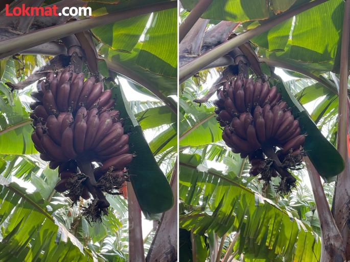 pune district Otur farmer takes financial leap from Sugar Free Red Banana | ओतूरच्या शेतकऱ्याने घेतली ‘शुगर फ्री लाल केळी’तून आर्थिक भरारी pune district Otur farmer takes financial leap from Sugar Free Red Banana | ओतूरच्या शेतकऱ्याने घेतली ‘शुगर फ्री लाल केळी’तून आर्थिक भरारी