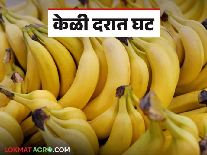 Latest News Keli Market Banana prices fell by thousand rupees in last seven months, read in detail | Keli Market : मागील सात महिन्यात केळीचे दर किती रुपयांनी घसरले? वाचा सविस्तर Latest News Keli Market Banana prices fell by thousand rupees in last seven months, read in detail | Keli Market : मागील सात महिन्यात केळीचे दर किती रुपयांनी घसरले? वाचा सविस्तर