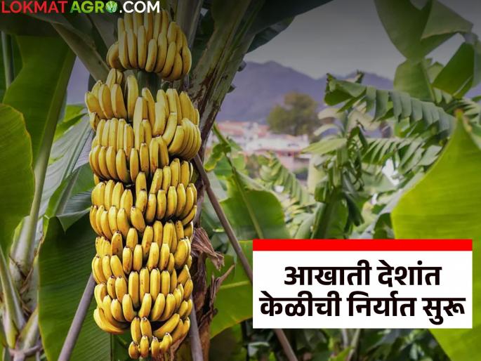 Banana sweetness has increased as exports to Gulf countries begin; prices hit record high | आखाती देशांत केळीची निर्यात सुरू झाल्याने वाढला केळीचा गोडवा; दरात उच्चांक
