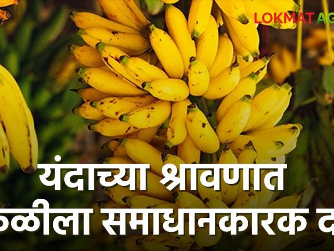 Banana Market: Satisfactory price of banana in this year's shrawan harvest; Also increase in market demand | Banana Market : यंदाच्या श्रावणात केळीला समाधानकारक दर; बाजारातील मागणीत देखील वाढ Banana Market: Satisfactory price of banana in this year's shrawan harvest; Also increase in market demand | Banana Market : यंदाच्या श्रावणात केळीला समाधानकारक दर; बाजारातील मागणीत देखील वाढ
