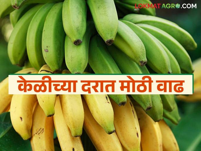 Keli Bazaar Bhav : Good days for bananas; Bananas are getting double the price compared to last month | Keli Bajar Bhav : केळीला अच्छे दिन; मागील महिन्याच्या तुलनेत केळीला मिळतोय दुप्पट दर Keli Bazaar Bhav : Good days for bananas; Bananas are getting double the price compared to last month | Keli Bajar Bhav : केळीला अच्छे दिन; मागील महिन्याच्या तुलनेत केळीला मिळतोय दुप्पट दर
