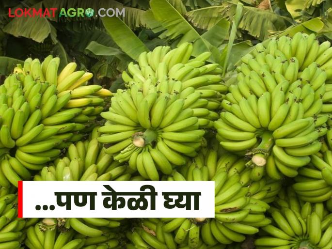 latest news Banana Market: Read in detail the impact of heavy rain on banana prices | Banana Market : अतिवृष्टीचा केळीच्या दरात काय झालाय परिणाम ते वाचा सविस्तर
