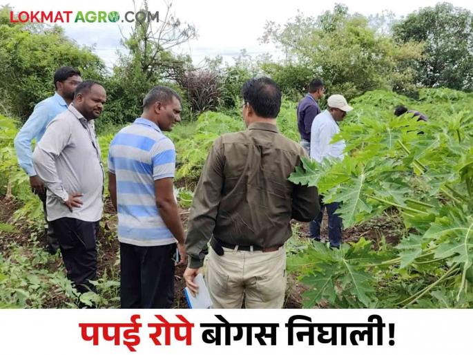 Latest news Bogus Banana seed issue 200 plants turned male in papaya farm of newasa farmer | Banana Seed : पपई लागवडीनंतर 200 नर रोपे आढळली, कंपनी म्हणते.... काय आहे संपूर्ण प्रकरण? Latest news Bogus Banana seed issue 200 plants turned male in papaya farm of newasa farmer | Banana Seed : पपई लागवडीनंतर 200 नर रोपे आढळली, कंपनी म्हणते.... काय आहे संपूर्ण प्रकरण?