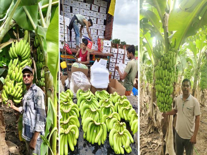 Bananas from Selu are saled in the Gulf country; Good day to farmers and traders! | सेलूतील केळीची आखाती देशात गोडी; शेतकरी, व्यापाऱ्यांना अच्छे दिन! Bananas from Selu are saled in the Gulf country; Good day to farmers and traders! | सेलूतील केळीची आखाती देशात गोडी; शेतकरी, व्यापाऱ्यांना अच्छे दिन!