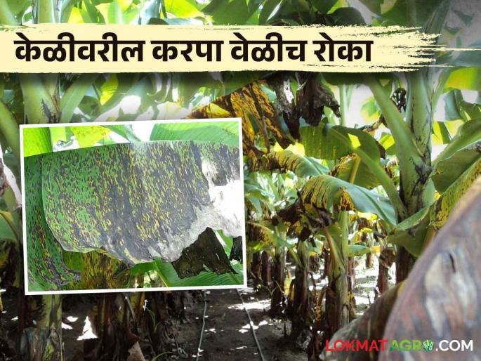 Banana Sigatoka : How does leaf spot Sigatoka disease occur in banana crop? How to control | Banana Sigatoka : केळी पिकात करपा सिगाटोका रोग कसा येतो? कसे कराल नियंत्रण Banana Sigatoka : How does leaf spot Sigatoka disease occur in banana crop? How to control | Banana Sigatoka : केळी पिकात करपा सिगाटोका रोग कसा येतो? कसे कराल नियंत्रण