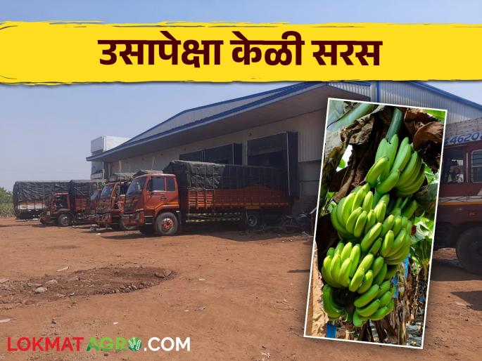 Instead of caring for sugarcane for 18 months, farmers can earn money from this crop in one year; Read in detail | उसाला १८ महिने सांभाळण्यापेक्षा एका वर्षात या पिकाचे पैसे शेतकऱ्यांच्या हातात; वाचा सविस्तर Instead of caring for sugarcane for 18 months, farmers can earn money from this crop in one year; Read in detail | उसाला १८ महिने सांभाळण्यापेक्षा एका वर्षात या पिकाचे पैसे शेतकऱ्यांच्या हातात; वाचा सविस्तर