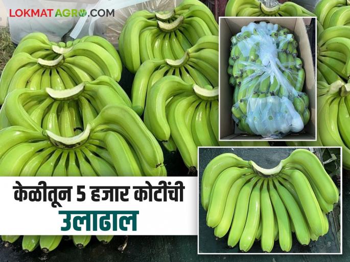 These two villages of Solapur district are on the world map in banana exports; Read in detail | केळी निर्यातीत सोलापूर जिल्ह्यातील ही दोन गावं जगाच्या नकाशावर; वाचा सविस्तर These two villages of Solapur district are on the world map in banana exports; Read in detail | केळी निर्यातीत सोलापूर जिल्ह्यातील ही दोन गावं जगाच्या नकाशावर; वाचा सविस्तर