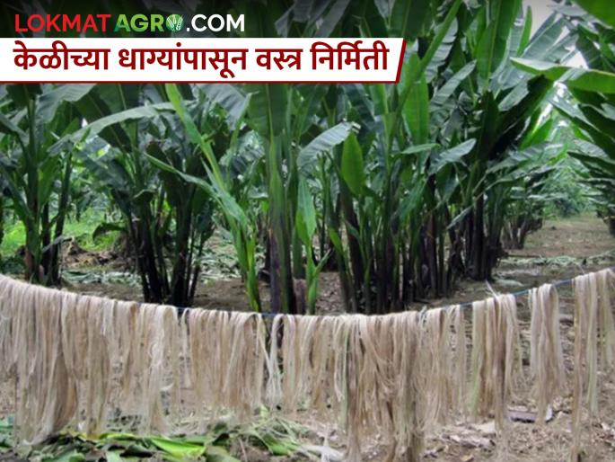 banana fibres are being used in textile industry | केळी उत्पादक शेतकऱ्यांसाठी आनंदाची बातमी; फॅशन जगतात केळीचा असाही उपयोग