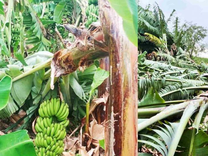 The rain stopped and the grass was gone! 76.36 lakh complaints in the state for insurance claims | पाऊस कोपला अन् घास हिरावला! विम्याच्या दाव्यासाठी राज्यात ७६.३६ लाख तक्रारी The rain stopped and the grass was gone! 76.36 lakh complaints in the state for insurance claims | पाऊस कोपला अन् घास हिरावला! विम्याच्या दाव्यासाठी राज्यात ७६.३६ लाख तक्रारी