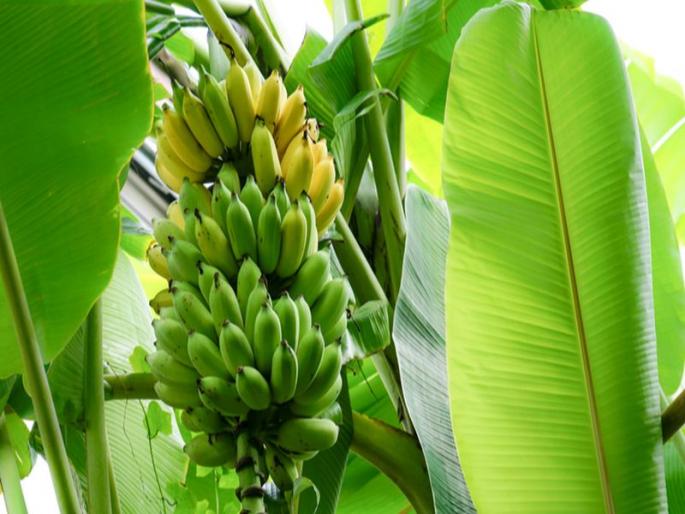 The banana tree is a kalpavriksha, the banana leaves also have a lot of health benefits | केळीचे झाड म्हणजे कल्पवृक्षच, केळीच्या पानांचेही आहेत भरपूर आरोग्यदायी फायदे