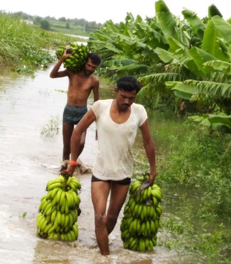 Damage to the crop on 3 thousand 3 hectares in 4 villages due to floods | पुरामुळे १३३ गावातील १० हजार ८२० हेक्टरवरील पिकांचे नुकसान Damage to the crop on 3 thousand 3 hectares in 4 villages due to floods | पुरामुळे १३३ गावातील १० हजार ८२० हेक्टरवरील पिकांचे नुकसान