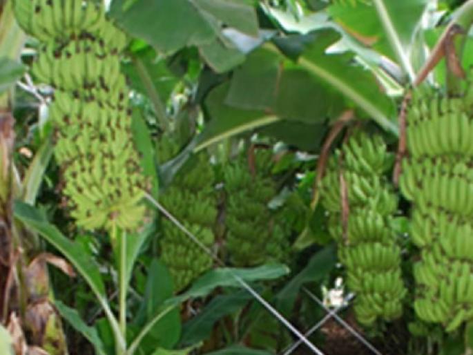 Doubtful insurance registration even in Ambia Bahar; Verification started, number of applications for banana crop increased by 19 thousand | आंबिया बहारातही संशयास्पद विमा नोंदणी; पडताळणी सुरू, केळी पिकासाठी अर्जांची संख्या १९ हजारांनी वाढली Doubtful insurance registration even in Ambia Bahar; Verification started, number of applications for banana crop increased by 19 thousand | आंबिया बहारातही संशयास्पद विमा नोंदणी; पडताळणी सुरू, केळी पिकासाठी अर्जांची संख्या १९ हजारांनी वाढली