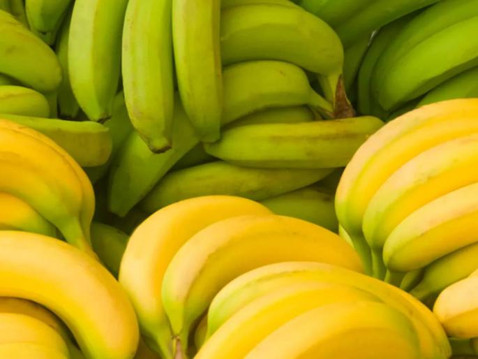 Now Solapur district is becoming a banana 'hub', 40 thousand containers of bananas are exported in a year | आता सोलापूर जिल्हा होऊ लागला केळीचे ‘हब’, एका वर्षात ४० हजार कंटेनर केळीची निर्यात Now Solapur district is becoming a banana 'hub', 40 thousand containers of bananas are exported in a year | आता सोलापूर जिल्हा होऊ लागला केळीचे ‘हब’, एका वर्षात ४० हजार कंटेनर केळीची निर्यात