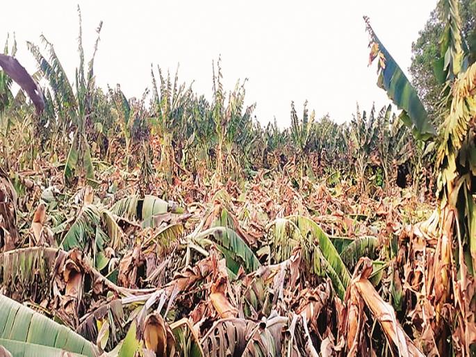 The grass fell in the handloom: The banana garden destroyed by the storm | हातातोंडाशी आलेला घास हिसकावला: वादळाच्या तडाख्याने केळीची बाग उद्ध्वस्त The grass fell in the handloom: The banana garden destroyed by the storm | हातातोंडाशी आलेला घास हिसकावला: वादळाच्या तडाख्याने केळीची बाग उद्ध्वस्त