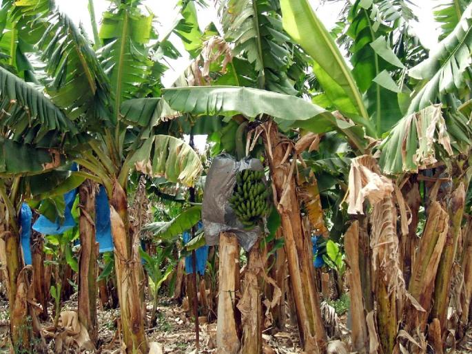 Banana farmers will get subsidy at every stage  | केळी लागवड करताहेत, तर लागवडीच्या प्रत्येक टप्प्यावर मिळणार अनुदान  Banana farmers will get subsidy at every stage  | केळी लागवड करताहेत, तर लागवडीच्या प्रत्येक टप्प्यावर मिळणार अनुदान