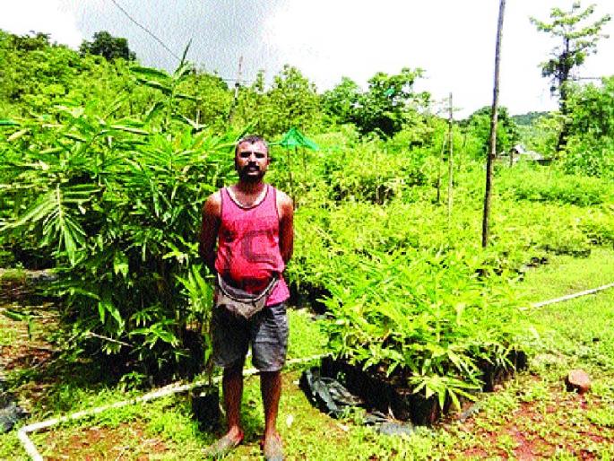 The first bamboo nursery in Maharashtra, in the Dongrawali of Mangaon | महाराष्ट्रातील पहिली बांबू नर्सरी माणगावातील डोंगरोलीमध्ये