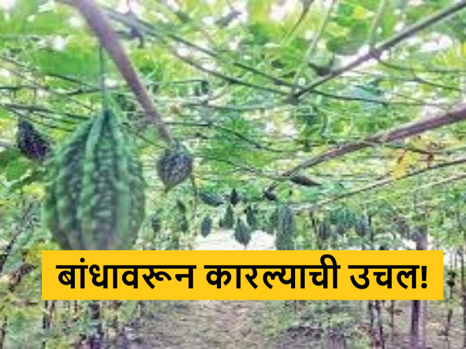 Agriculture News : | Agriculture News : गडचिरोलीत कारले उत्पादन वाढलं, थेट शेताच्या बांधावरून कारल्याची उचल! Agriculture News : | Agriculture News : गडचिरोलीत कारले उत्पादन वाढलं, थेट शेताच्या बांधावरून कारल्याची उचल!