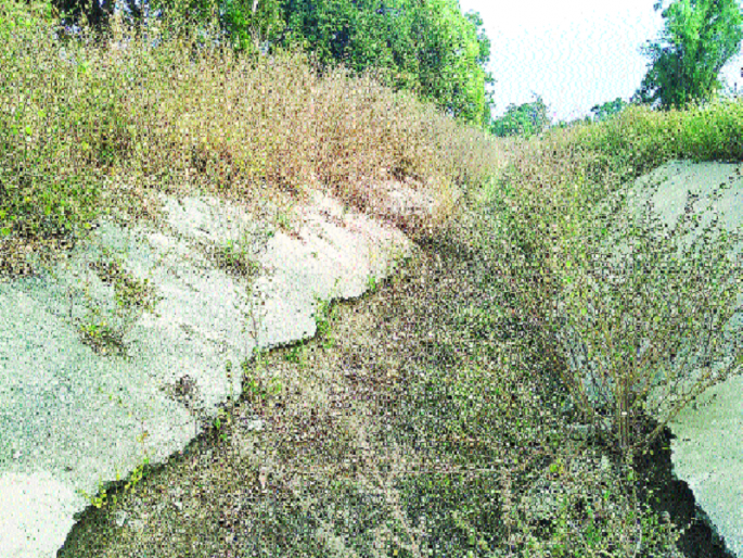 Water wastage due to improper and damaged canals in Nanded | नादुरुस्त कॅनॉलमुळे पाण्याचा अपव्यय Water wastage due to improper and damaged canals in Nanded | नादुरुस्त कॅनॉलमुळे पाण्याचा अपव्यय