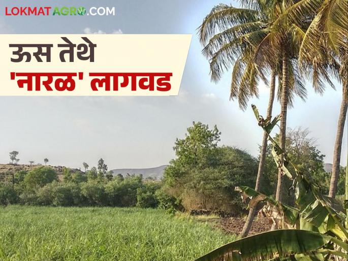 Now plant coconut trees on sugarcane fields bund; get double benefit from subsidy and income | आता उसाच्या बांधावर लावा नारळाची झाडे; अनुदान अन् उत्पन्नातून मिळणार दुहेरी फायदा