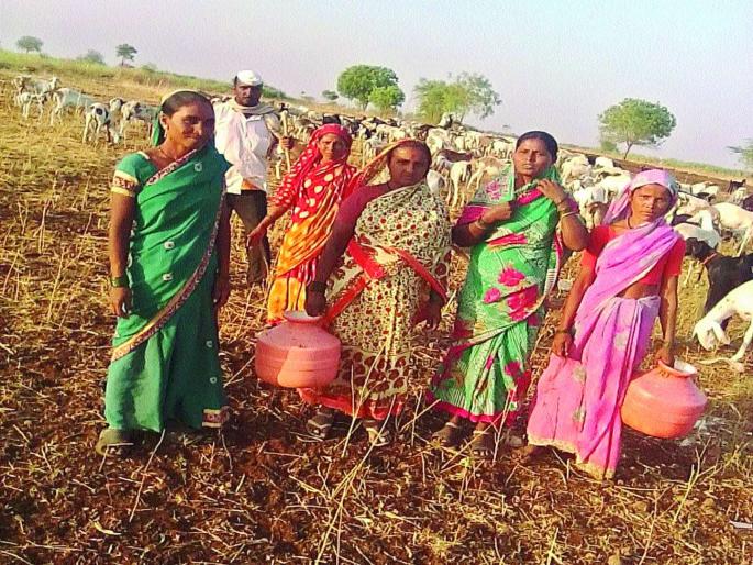 Verification of shepherds in migration; Stay post 'today hey village, tomorrow to village' | माणदेशातील मेंढपाळांची वणवण; मुक्काम पोस्ट ‘आज हे गाव, उद्या ते गाव’ Verification of shepherds in migration; Stay post 'today hey village, tomorrow to village' | माणदेशातील मेंढपाळांची वणवण; मुक्काम पोस्ट ‘आज हे गाव, उद्या ते गाव’