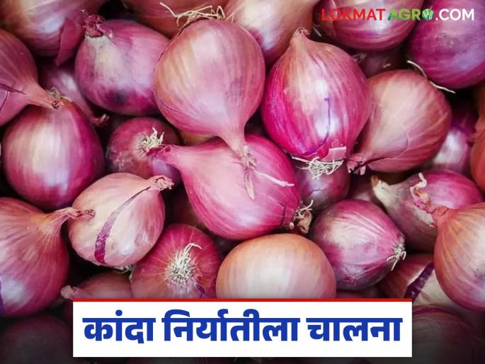 Latest News Kanda Niryat Bangladesh has quadrupled the number of licenses for onion imports | Kanda Niryat : बांग्लादेशमधून रोजचे 575 आयपी परवाने, प्रत्येकास 30 टनांपर्यंत आयातीची परवानगी Latest News Kanda Niryat Bangladesh has quadrupled the number of licenses for onion imports | Kanda Niryat : बांग्लादेशमधून रोजचे 575 आयपी परवाने, प्रत्येकास 30 टनांपर्यंत आयातीची परवानगी