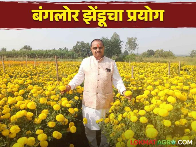 Banglor Zendu Farming: Igatpuri Farmer Grows Bangalore Zendu Farming, Dussehra, Diwali Income of Three Lakhs | Bangalore Zendu Farming : इगतपुरीच्या शेतकऱ्याने फुलवला बंगलोरचा झेंडू, दसरा, दिवाळीत तीन लाखांचे उत्पन्न Banglor Zendu Farming: Igatpuri Farmer Grows Bangalore Zendu Farming, Dussehra, Diwali Income of Three Lakhs | Bangalore Zendu Farming : इगतपुरीच्या शेतकऱ्याने फुलवला बंगलोरचा झेंडू, दसरा, दिवाळीत तीन लाखांचे उत्पन्न