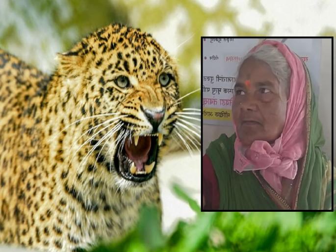 Woman attacked by leopard lurking in the forest in banpuri satara | Satara News: शेतात काम करताना बिबट्याचा हल्ला, महिला जखमी Woman attacked by leopard lurking in the forest in banpuri satara | Satara News: शेतात काम करताना बिबट्याचा हल्ला, महिला जखमी