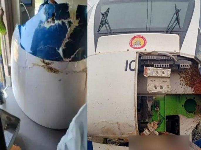 Vande Bharat Express broke its nose again in gujrat | वंदे भारत एक्स्प्रेसचे नाक पुन्हा मोडले; गुजरातमध्ये बैलांना दिली जोरदार धडक Vande Bharat Express broke its nose again in gujrat | वंदे भारत एक्स्प्रेसचे नाक पुन्हा मोडले; गुजरातमध्ये बैलांना दिली जोरदार धडक