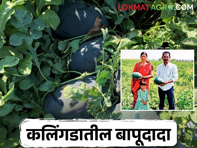 Farmer Bapudada doing outstanding work in watermelon; Experiment of intercropping chilli in watermelon | नाद केला पण वाया नाय गेला; कलिंगडात आंतरपीक मिरचीचा यशस्वी प्रयोग Farmer Bapudada doing outstanding work in watermelon; Experiment of intercropping chilli in watermelon | नाद केला पण वाया नाय गेला; कलिंगडात आंतरपीक मिरचीचा यशस्वी प्रयोग