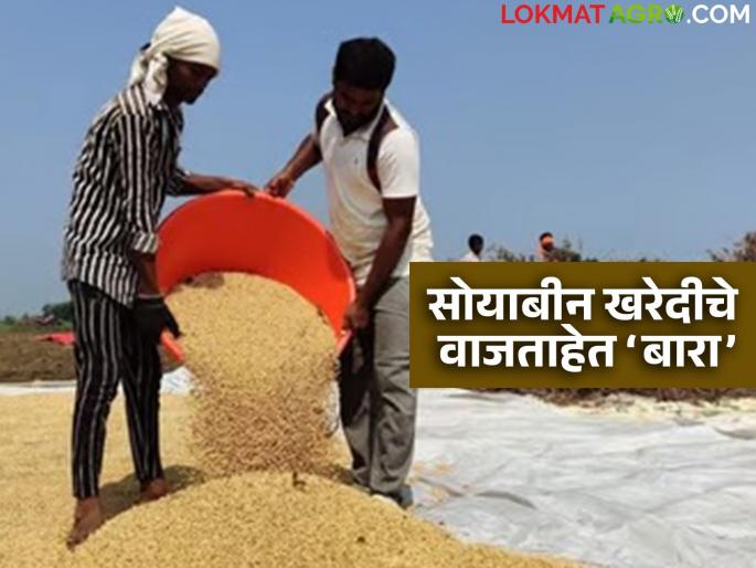 Latest News Soyabean Kharedi New Bardana tender on January 9, purchase deadline ends on January 12, read in detail | Soyabean Kharedi : सोयाबीन खरेदीची मुदत संपण्याआधी नवीन बारदाना टेंडर, नेमकं चाललंय काय? Latest News Soyabean Kharedi New Bardana tender on January 9, purchase deadline ends on January 12, read in detail | Soyabean Kharedi : सोयाबीन खरेदीची मुदत संपण्याआधी नवीन बारदाना टेंडर, नेमकं चाललंय काय?