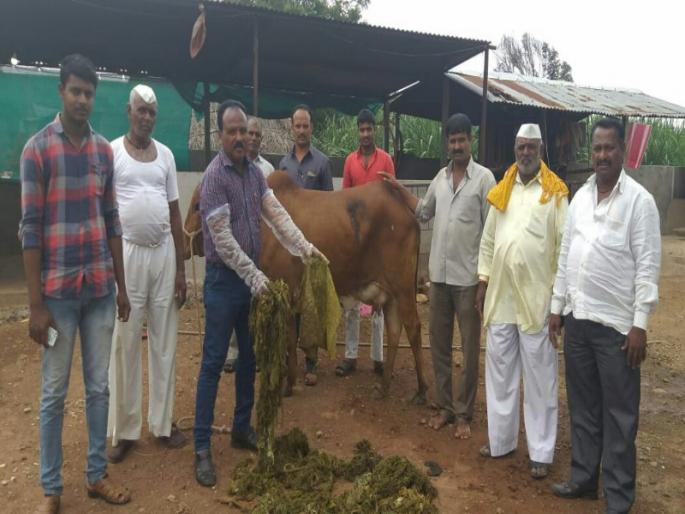25 to 30 kg of plastic bags from stomach of cows in indapur taluka | इंदापुर तालुक्यात गायीच्या पोटात निघाल्या तब्बल २५ ते ३० किलो प्लास्टिक