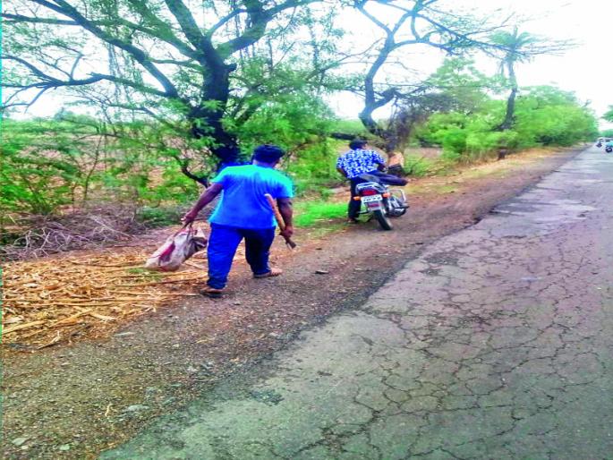 Baramati-Indapur State Highway gang activated of trees destroyed | बारामती-इंदापूर राज्य महामार्गावर बाभळीच्या झाडांची साल काढून विकणारी टोळी सक्रिय Baramati-Indapur State Highway gang activated of trees destroyed | बारामती-इंदापूर राज्य महामार्गावर बाभळीच्या झाडांची साल काढून विकणारी टोळी सक्रिय