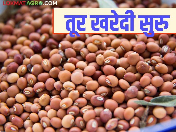 Turmeric purchase center starts at guaranteed price in Baramati Market Committee; Big purchase on the first day | बारामती बाजार समितीमध्ये हमीभावाने तूर खरेदी केंद्र सुरु; पहिल्याच दिवशी मोठी खरेदी Turmeric purchase center starts at guaranteed price in Baramati Market Committee; Big purchase on the first day | बारामती बाजार समितीमध्ये हमीभावाने तूर खरेदी केंद्र सुरु; पहिल्याच दिवशी मोठी खरेदी
