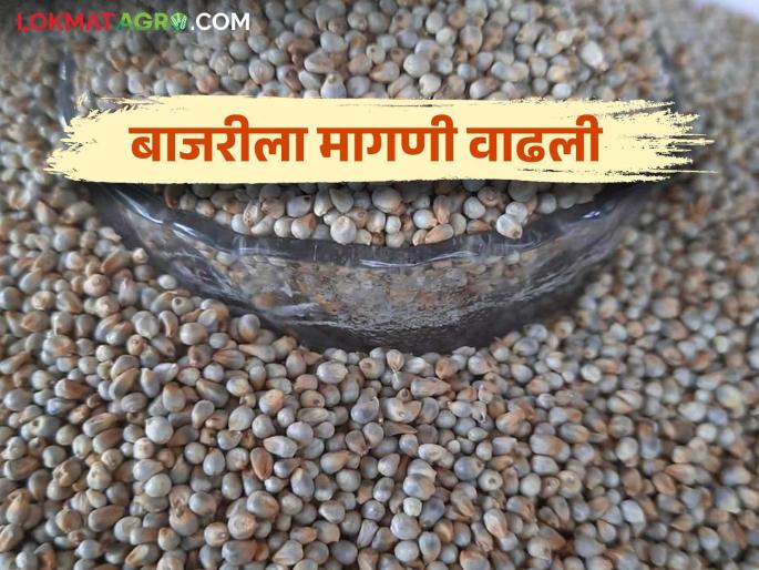 Bajari Bajar Bhav: Demand for pearl millet increased as cold weather increased how much price per quintal received in Baramati Bazaar Committee | Bajari Bajar Bhav : थंडी वाढल्याने बाजरीची मागणी वाढली; बारामती बाजार समितीत क्विंटलला मिळतोय असा दर Bajari Bajar Bhav: Demand for pearl millet increased as cold weather increased how much price per quintal received in Baramati Bazaar Committee | Bajari Bajar Bhav : थंडी वाढल्याने बाजरीची मागणी वाढली; बारामती बाजार समितीत क्विंटलला मिळतोय असा दर