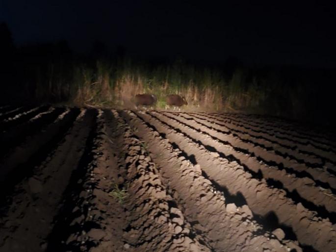 baramati appearance of rangave in dhekalwadi pune latest news | Baramati| ढेकळवाडीत रानगवे दिसल्याने शेतकऱ्यांमध्ये भीतीचे वातावरण