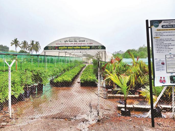 Baramati Krishi Vigyan Kendra is the number one science center in the country and is working to provide modern technology in the agricultural sector to the farmers here | शाश्वत विकासाचा बारामती पॅटर्न: आधुनिक तंत्रज्ञानातून समृद्ध शेतीचा मूलमंत्र Baramati Krishi Vigyan Kendra is the number one science center in the country and is working to provide modern technology in the agricultural sector to the farmers here | शाश्वत विकासाचा बारामती पॅटर्न: आधुनिक तंत्रज्ञानातून समृद्ध शेतीचा मूलमंत्र