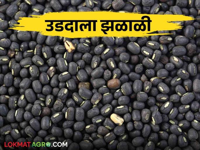 Udid Bajar Bhav : Baramati market committee New udid Gets Highest Rate Read More | Udid Bajar Bhav : बारामती बाजार समितीमध्ये नवीन उडदाला मिळाला सर्वोच्च दर वाचा सविस्तर Udid Bajar Bhav : Baramati market committee New udid Gets Highest Rate Read More | Udid Bajar Bhav : बारामती बाजार समितीमध्ये नवीन उडदाला मिळाला सर्वोच्च दर वाचा सविस्तर